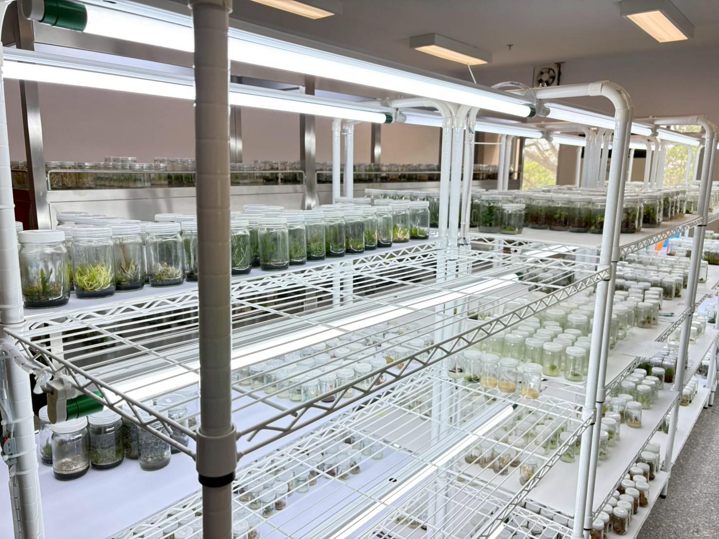 กิจกรรมบูรณากาารความรู้ เสริมทักษะการเพาะเลี้ยงเนื้อเยื่อพืช